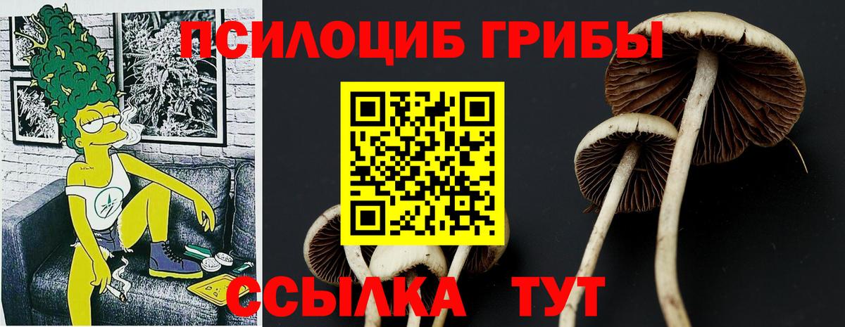 Псилоцибиновые грибы мицелий  Вход с VPN  Серпухов  цены   Галлюциногенные грибы Psilocybine cubensis 